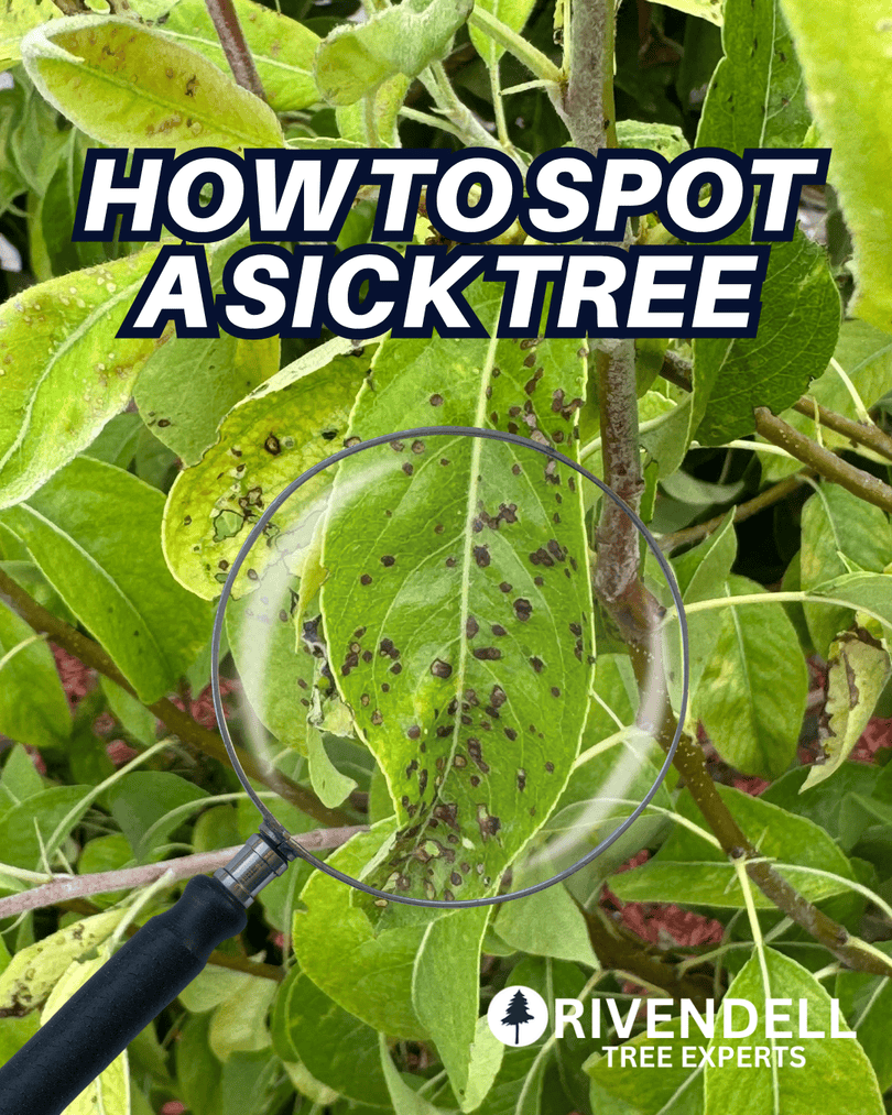Rivendelltree's tweet image. Look out for:
Discolored or curling leaves
Holes in bark or sawdust near the base
Fungal growth or oozing sap
Dead or dropping branches

#RivendellTreeExperts #UtahTreeCare #TreeHealth #TreePests #TreeDisease #TreeExperts