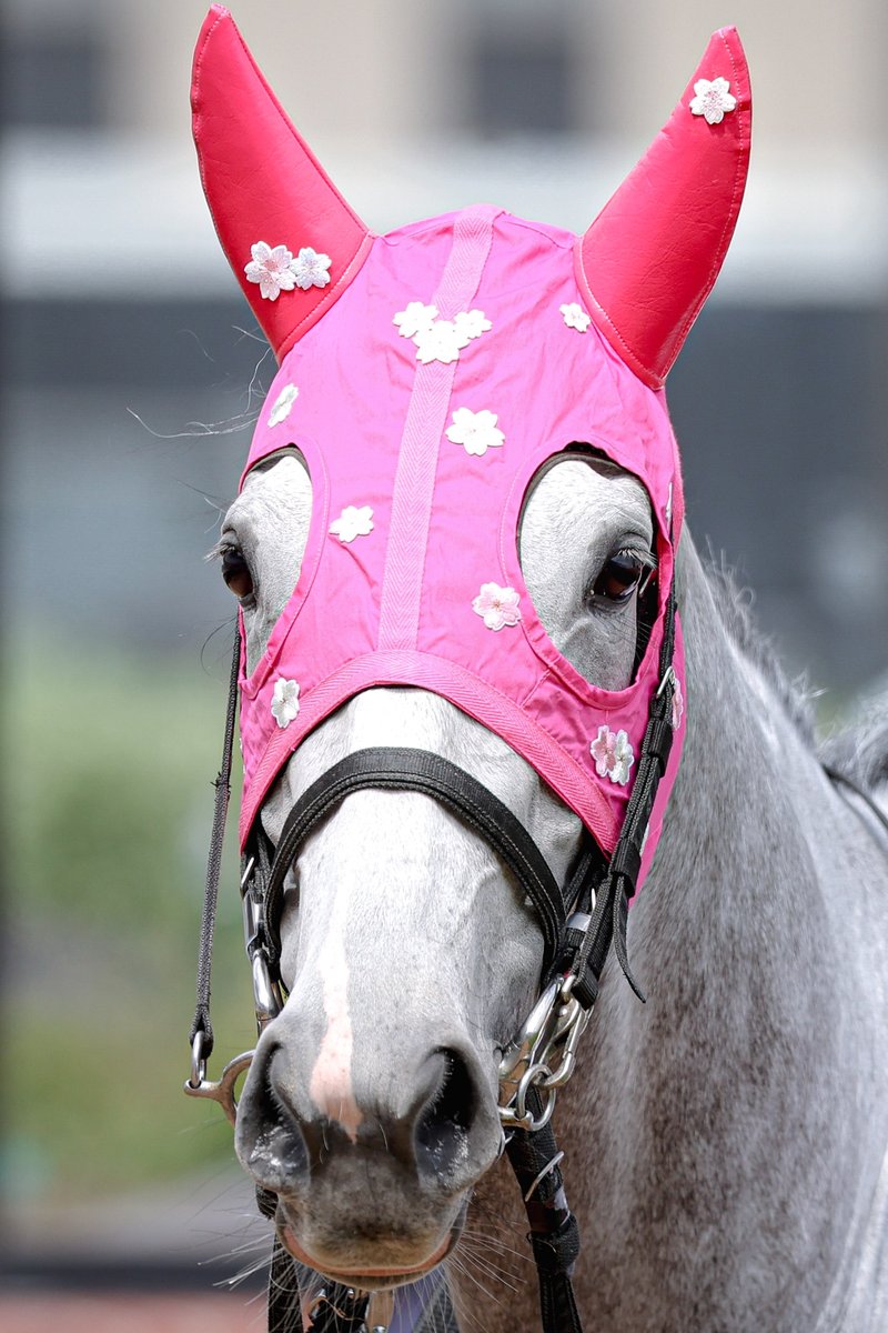 白にサクラのメンコも可愛いのだけどスーパーめっちゃサクラピンクメンコ（と呼ばれているかは知りませんが）の姿をまた見たいです。