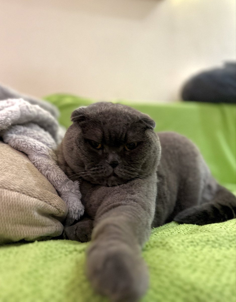 лежить незадоволений, бо ця банка все ще не закрита 

send.monobank.ua/jar/8ZztfDCFT8