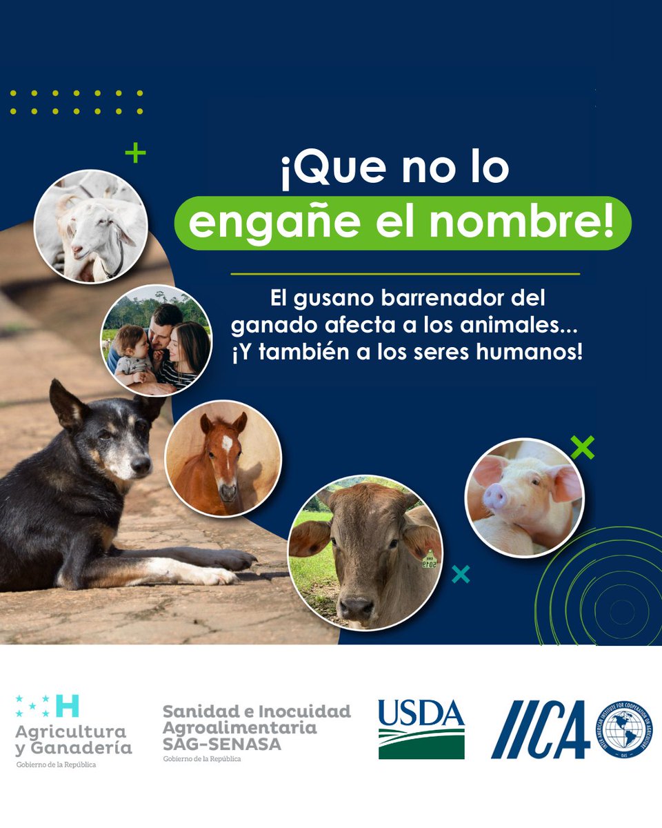 🚨 ¡Que no lo engañe el nombre!
El #GusanoBarrenador del ganado también puede afectar a las personas 👩‍⚕️🐄
La prevención y detección temprana son esenciales para proteger la salud animal y humana.
#UnaSolaSalud #PrevenciónGBG #IICAHonduras #GanaderíaHonduras