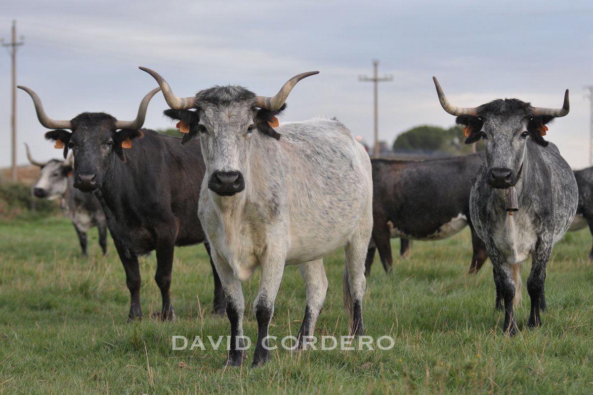 ElArchiveroChingón (@davidcorderoes) on Twitter photo 