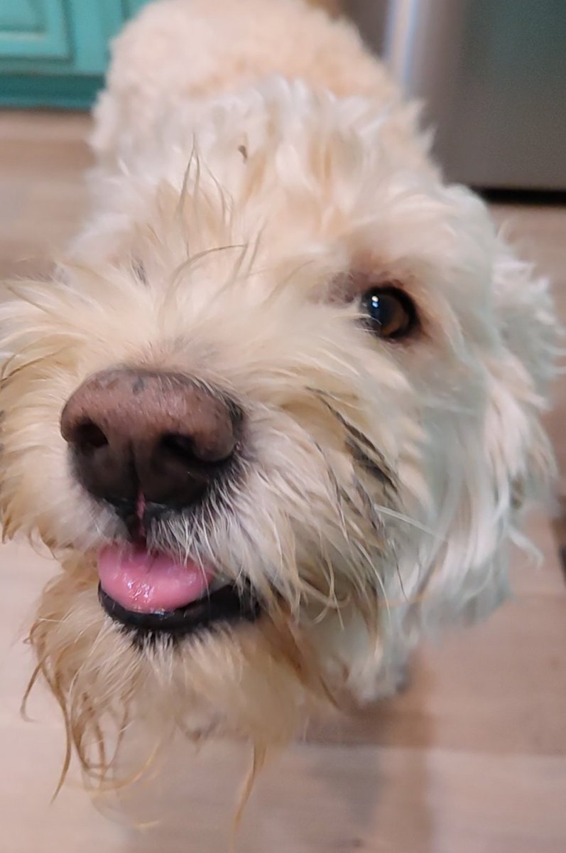 ArieDoodle's tweet image. Happy #TongueOutTuesday pals can I also get a B🐻🐻P? 👆😋
#Boop #boopmynose #dogs #AriesWorld