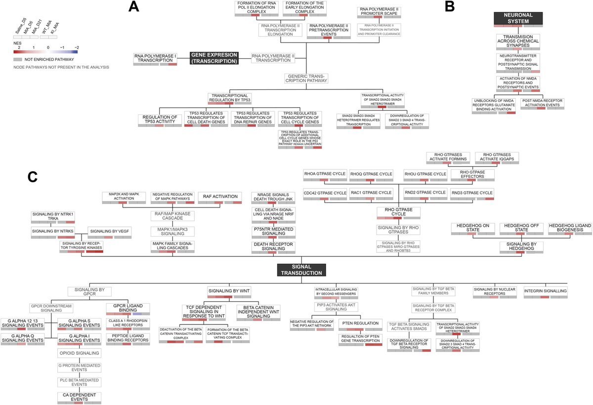 OACJournal's tweet photo. #New research highlights the key role of the NGF/TrkA pathway in chronic #OA pain. Through gene expression analysis, specific genes and pathways linked to OA progression were found, offering insights for targeted therapies against OA pain.@LAURACE84 
🔗https://t.co/GEuXXsZhHP https://t.co/yxs07hl5Vu