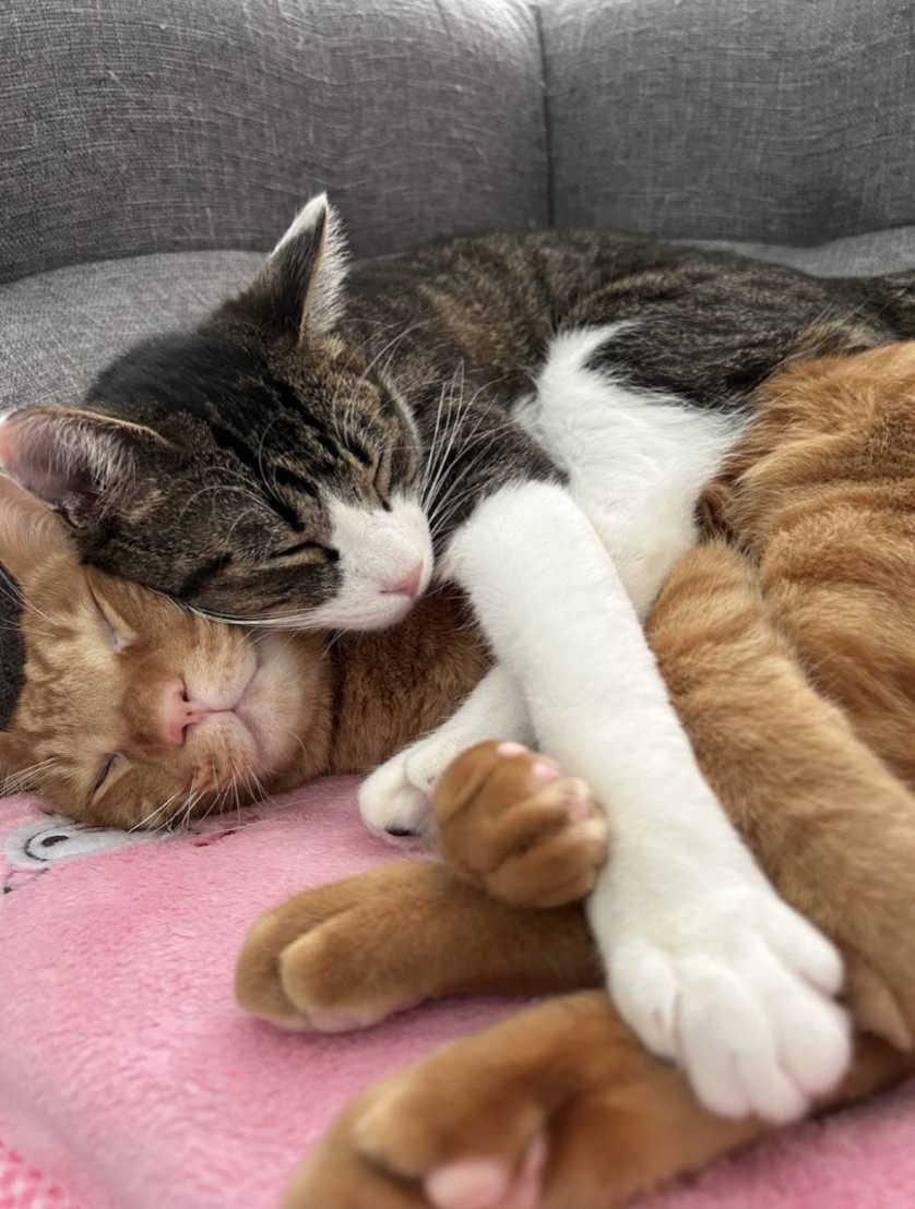 猫のいる暮らし on X