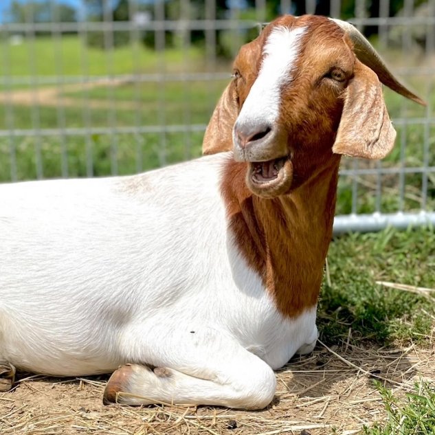 📅 28th October 2025
🏷️ Instagram/huckleberrytrailssanctuary
💕 #animaloftheday