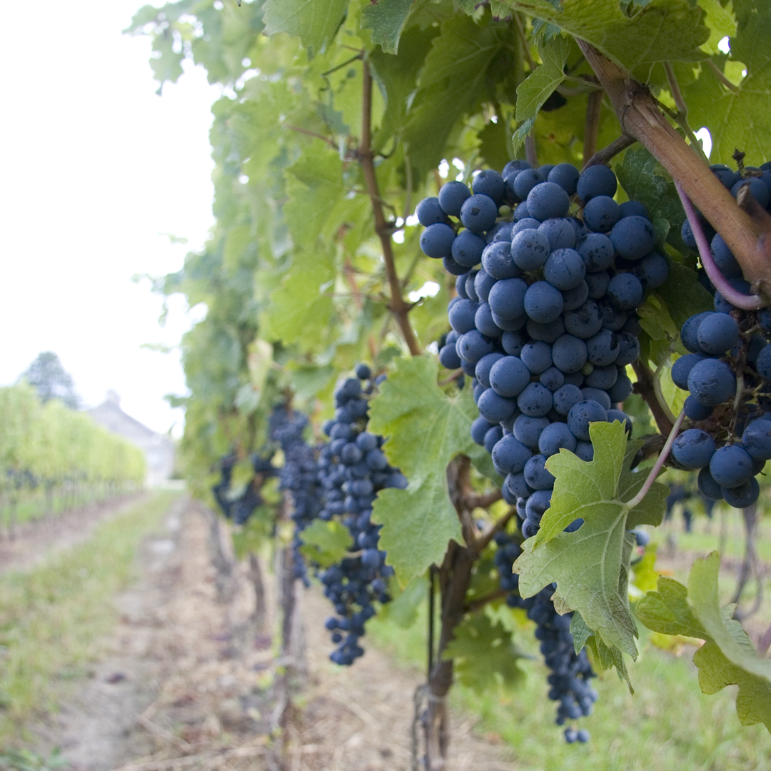 Niagara Economic Development tweet media