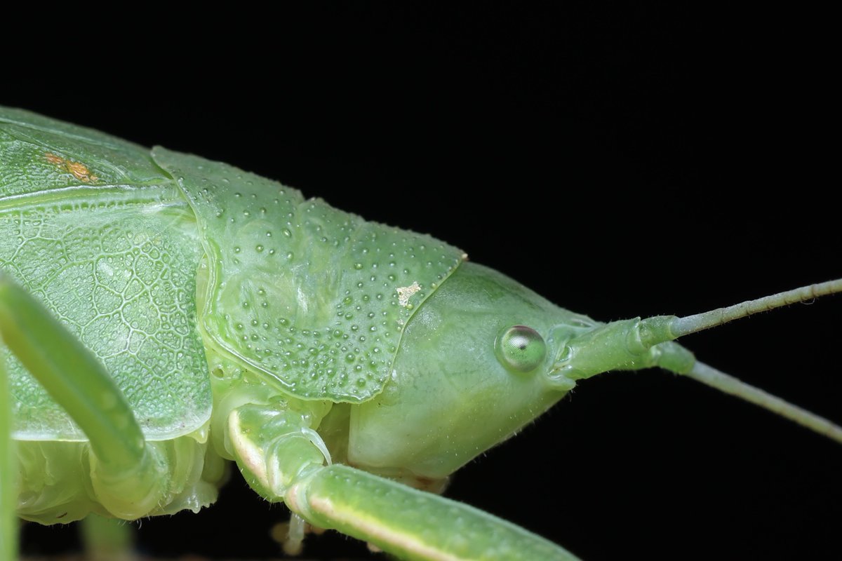 老化で葉っぱモードになれなくなってきたし跗節が弱ってプラ面にも登れなくなってきた
…が、木を入れておくとよく登って休むし長命で春頃まで生きるのでまだまだ先は長い