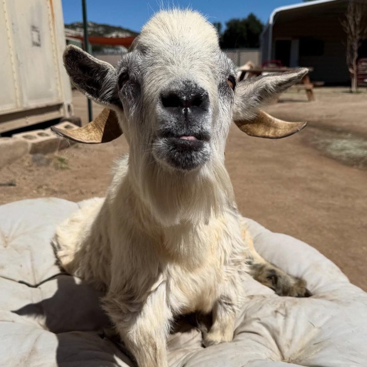 📅 29th October 2025
🏷️ Instagram/farmanimalrefuge
💕 #animaloftheday