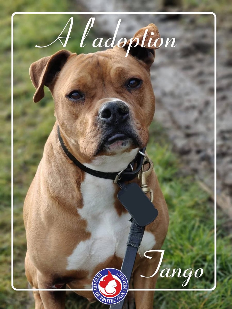 🔥 Tango mérite de vivre… et pas seulement de survivre 🔥

🐾 Tango, c’est ce chien qu’on remarque… puis qu’on oublie trop vite. Celui qui baisse les yeux parce que la vie ne lui a jamais laissé le temps de devenir insouciant.

💔 Il n’avait que quelques mois quand tout a