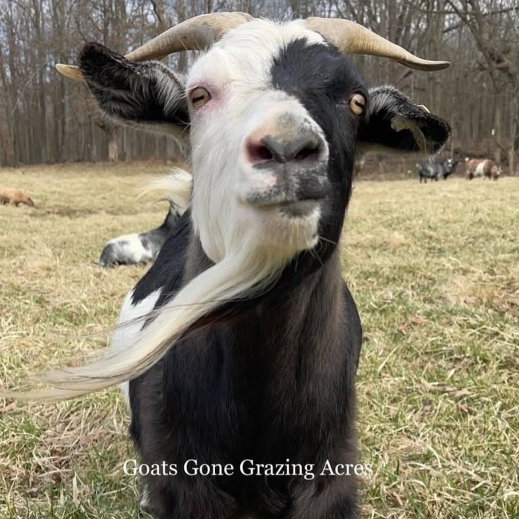 📅 30th October 2025
🏷️ Instagram/goats_gone_grazing_acres
💕 #animaloftheday