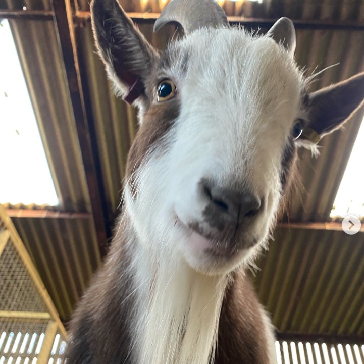 📅 1st November 2025
🏷️ Instagram/artfortheanimals_
💕 #animaloftheday