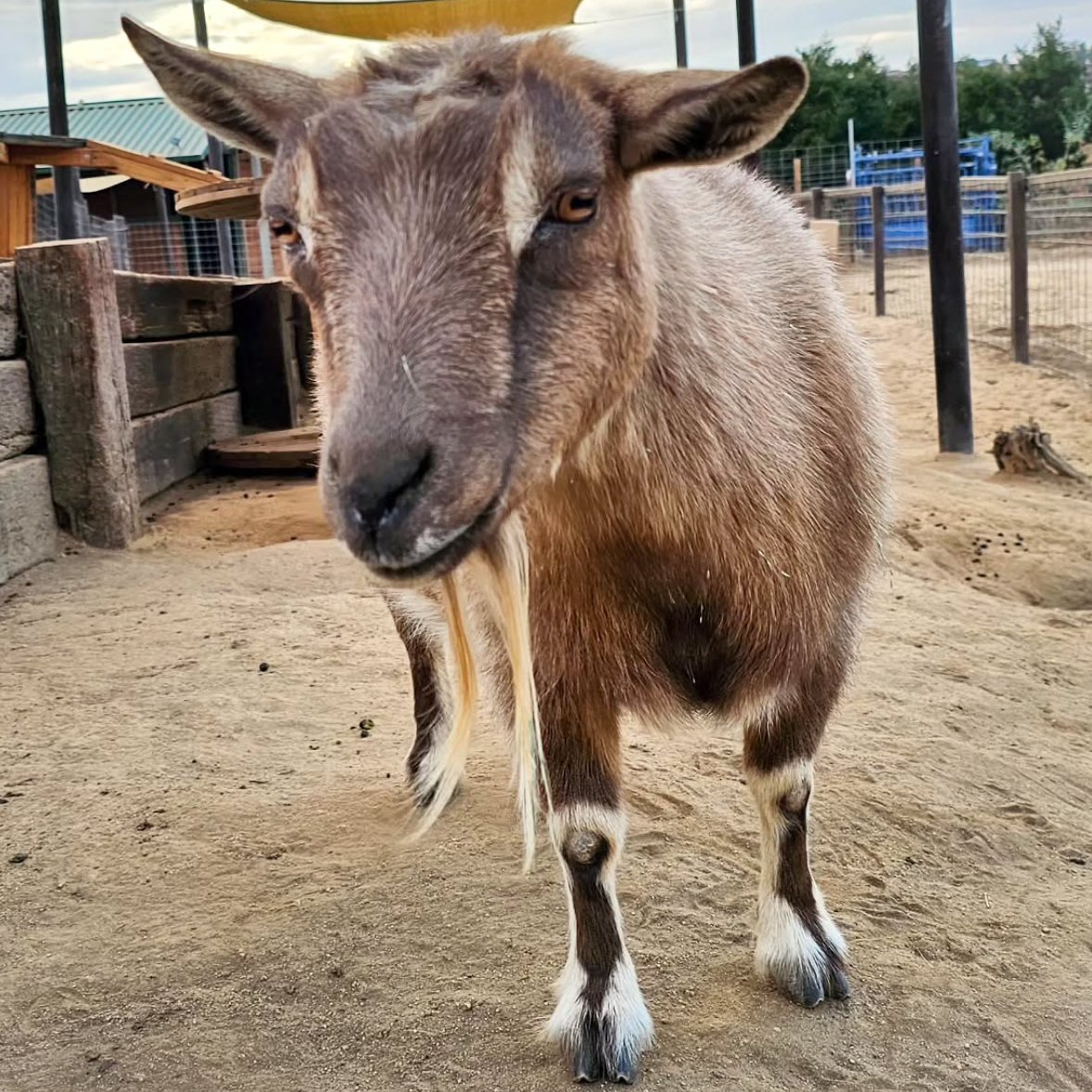 📅 31st October 2025
🏷️ Instagram/sale_ranch_animal_sanctuary
💕 #animaloftheday