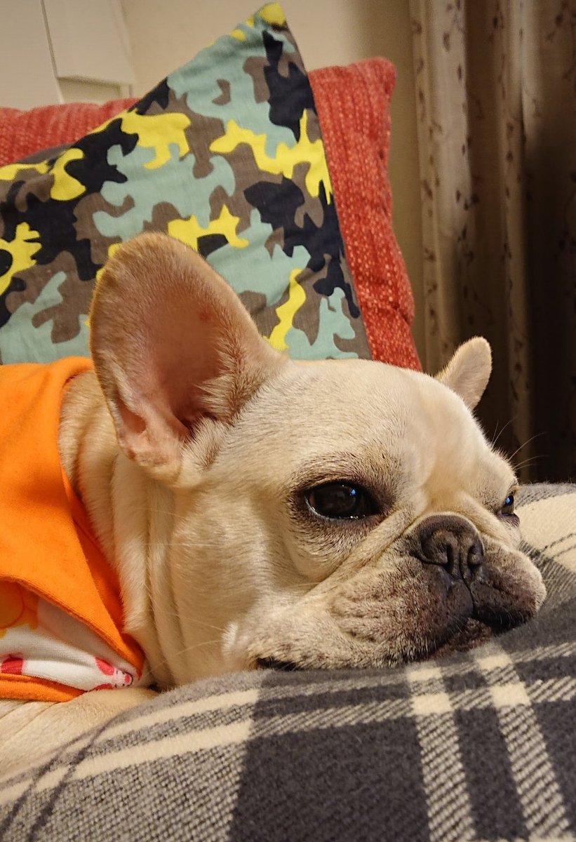くるみ　100DaysSavingChallenge　フレブル フレンチブルドッグ小梅ちゃん (@koume_channel) / Posts / X