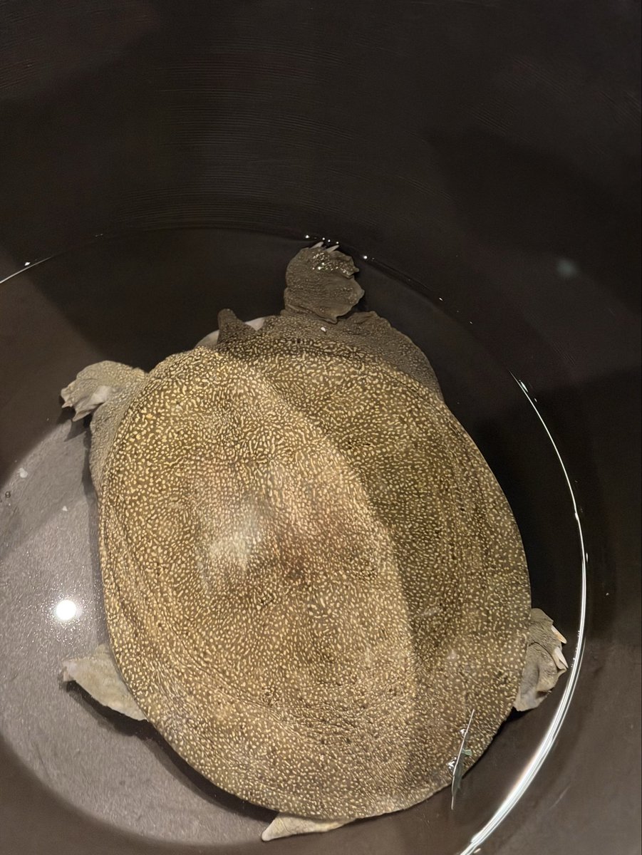 ワイタト tweet media