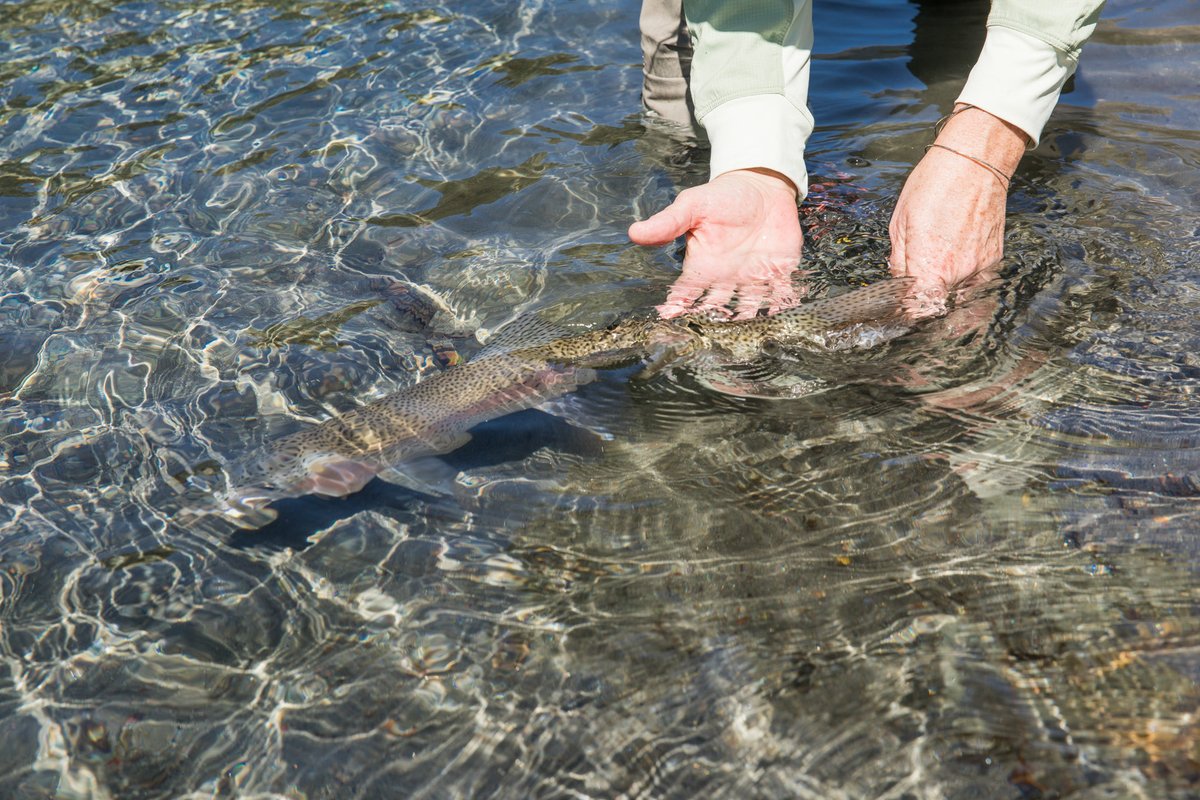 ElevenAngling tweet media