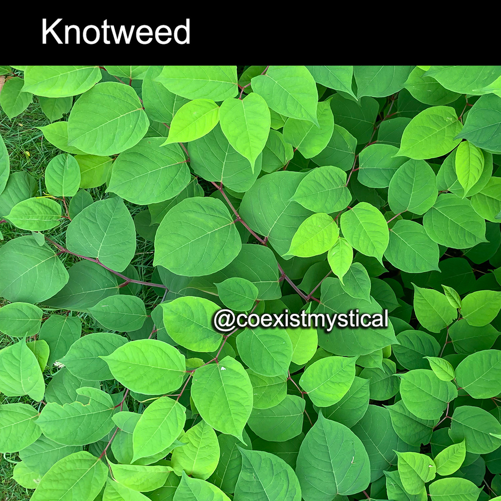 thealtpath's tweet photo. Absolutely love knotweed! :) We have Knotweed in-store and on our website. Used to "bind" woes and miseries. Hold in hand and pour your problems into the Knotweed and see it absorb it and then burn it. Carry Knotweed to strengthen and protect the eyes. :) (which is really great https://t.co/TfDIU1SiDI
