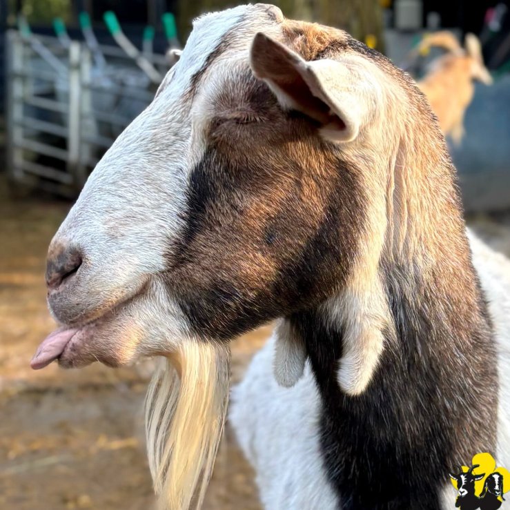 📅 2nd November 2025
🏷️ Instagram/buttercupsgoats
💕 #animaloftheday