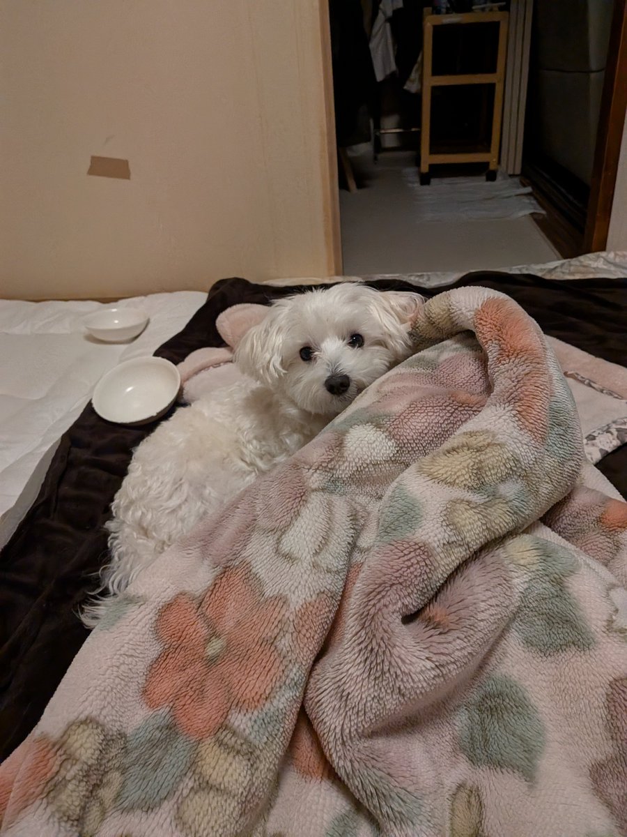 Marron2525Panda's tweet photo. しーちゃんです🐕オヤツも食べたので寝ます。
おやすみなさい😪 https://t.co/JuwSZ7hosZ