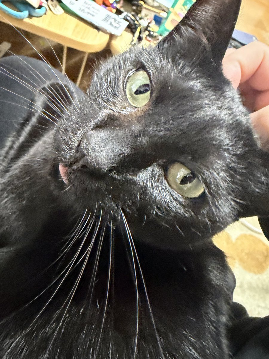 ベロをしまい忘れたグリちゃんは
クソ可愛い