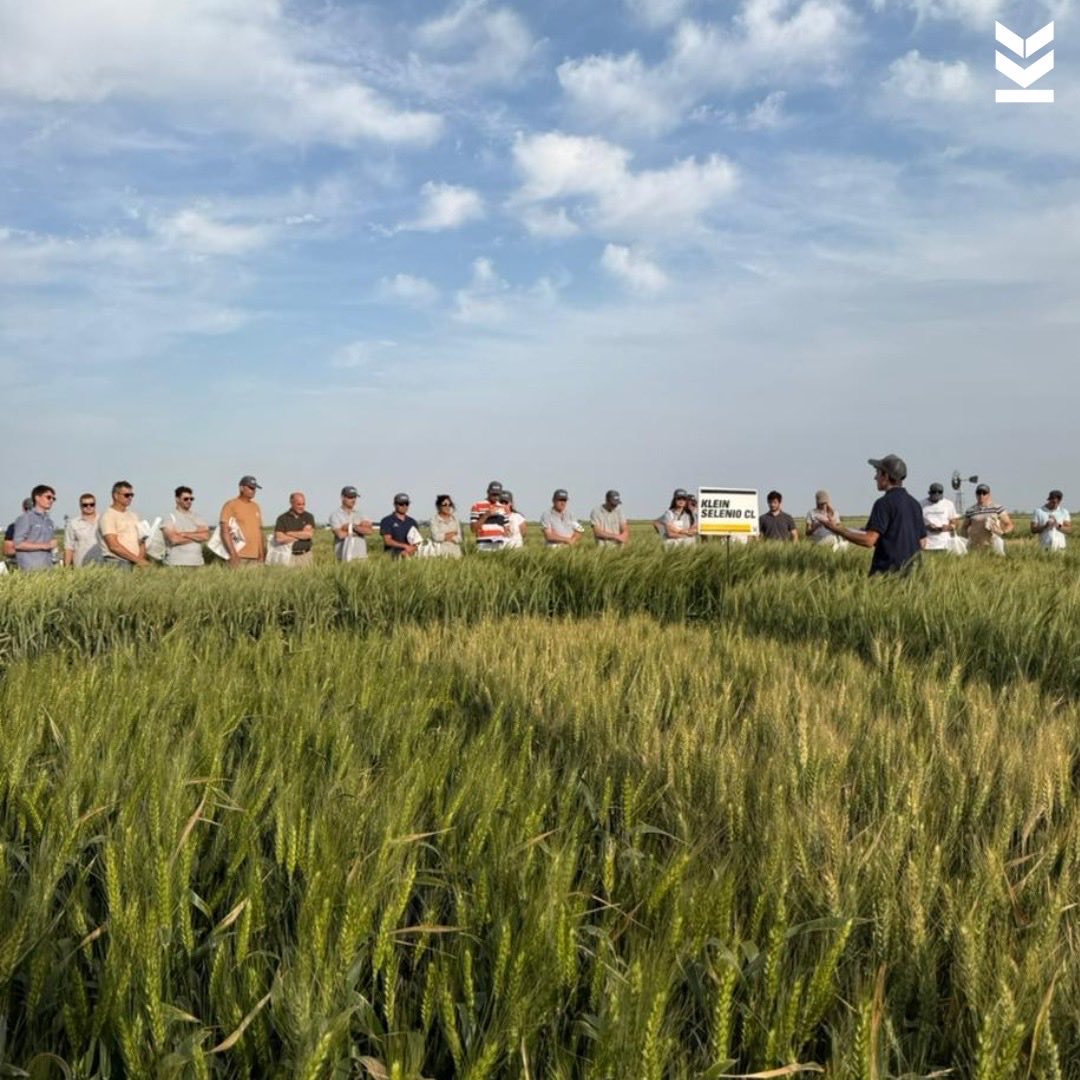 Klein Semillas tweet media