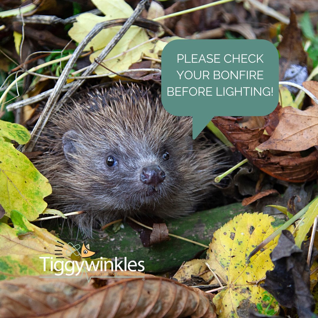 TiggywinklesUK's tweet image. 🔥🦔 Bonfire Night can be deadly for wildlife. Hedgehogs &amp;amp; other small animals often hide in unlit bonfires to keep warm.💔
Before lighting, check &amp;amp; lift your bonfire, build on the day, and use a torch to spot hidden guests.
A few minutes could save a life.💚
#hedgehog #wildlife
