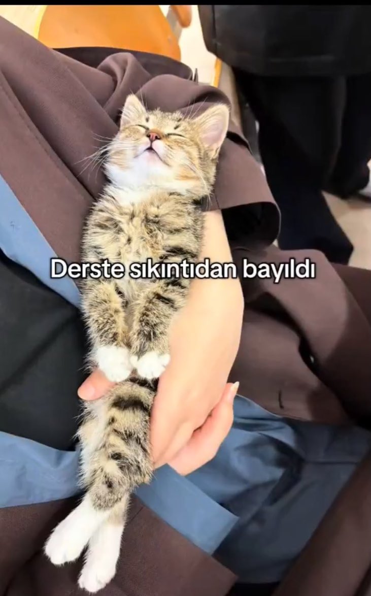 Out Of Context Animals (@cntxtanimai) on Twitter photo 