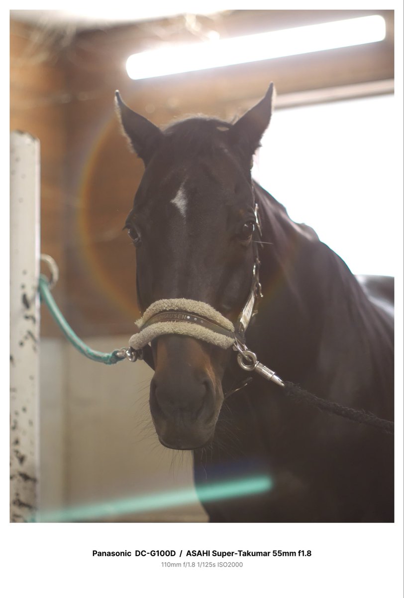 シーチキンツナ (@Seafood_Horse) / Posts / X