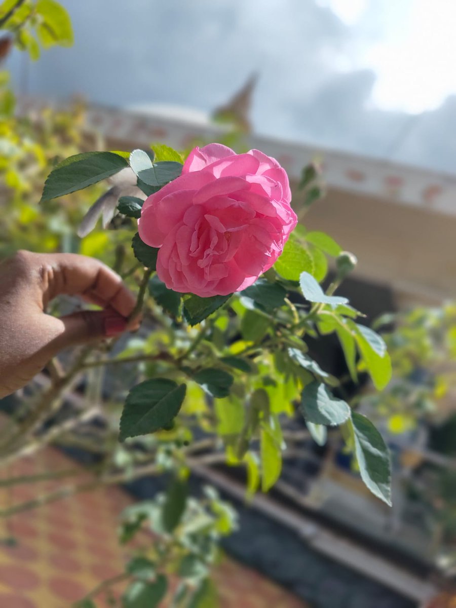 बुद्धविहार जगातील वैज्ञानिक बौद्ध धम्माच्या 
युनिव्हर्सल विचाराचे उगमस्थान व्हावीत💙🍃
 
#लोकुत्तरा_बुद्धविहार