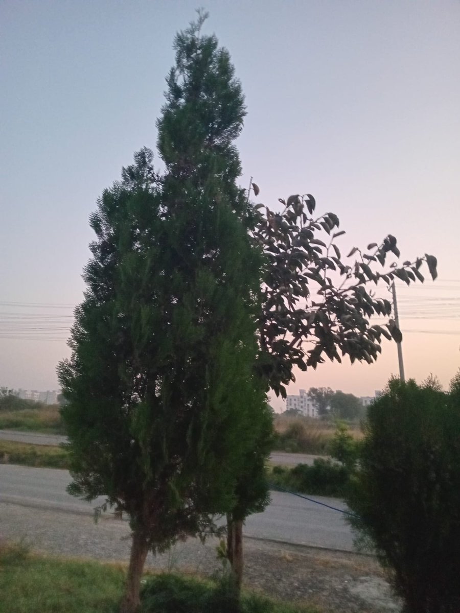 RajaTahir192843's tweet image. #TreeTrail.