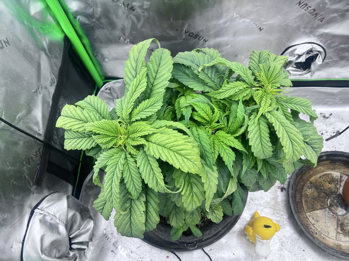 Fur coat finishing week six of veg.