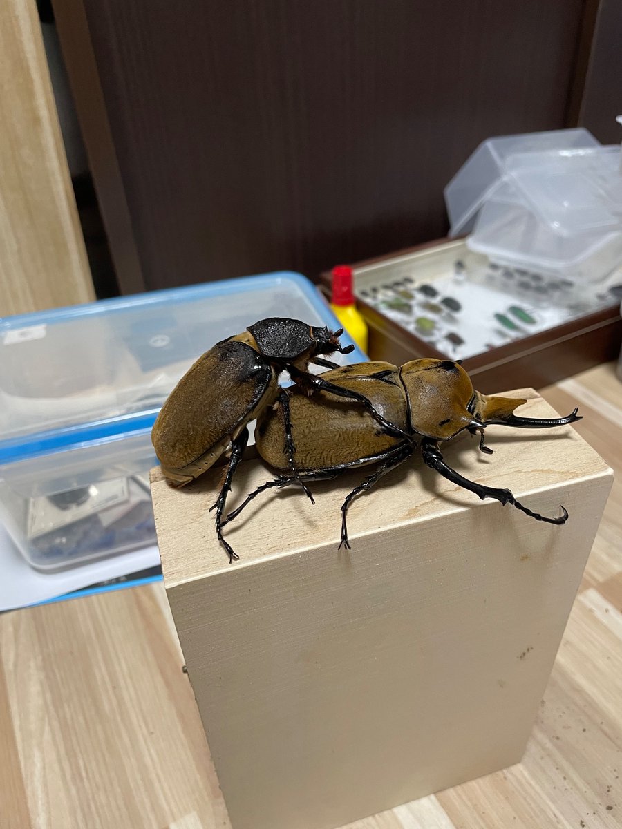 カミキリムシ (@5AuTwuwVZB0alo7) / Posts / X