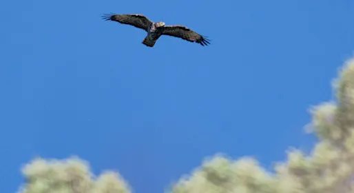 renovacionverde's tweet image. #HoyRecordamos... @lifeinvasaqua: lifeinvasaqua.com/un-halcon-auto…
#Life_Programme @EFEverde