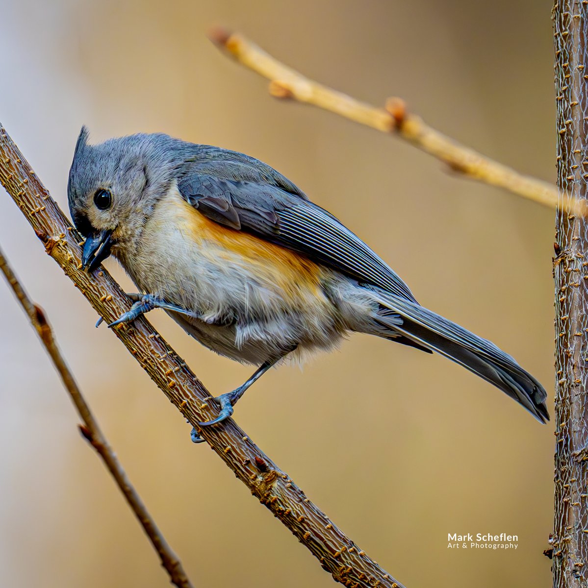 Mark Scheflen (kiboko_mark) (@charlieschef) on Twitter photo Tufted Titmouse, Northwoods, Central Park, NYC  #birdcpp markscheflen.com #birdphotography  #conservationphotography Tufted Titmouse, Northwoods, Central Park, NYC  #birdcpp markscheflen.com #birdphotography  #conservationphotography