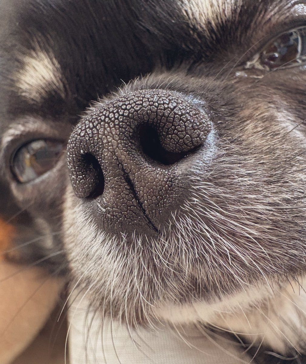 うちの犬ちゃん(ちわわ) on X