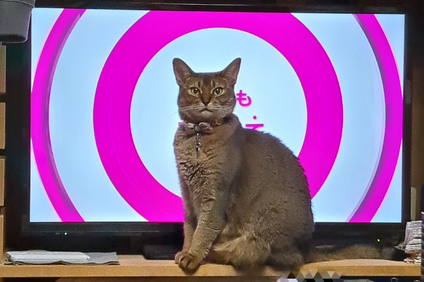 Somali Fluffy Cat 2ドル銀貨 Somali Fluffy Cat 2ドル銀貨 Somali