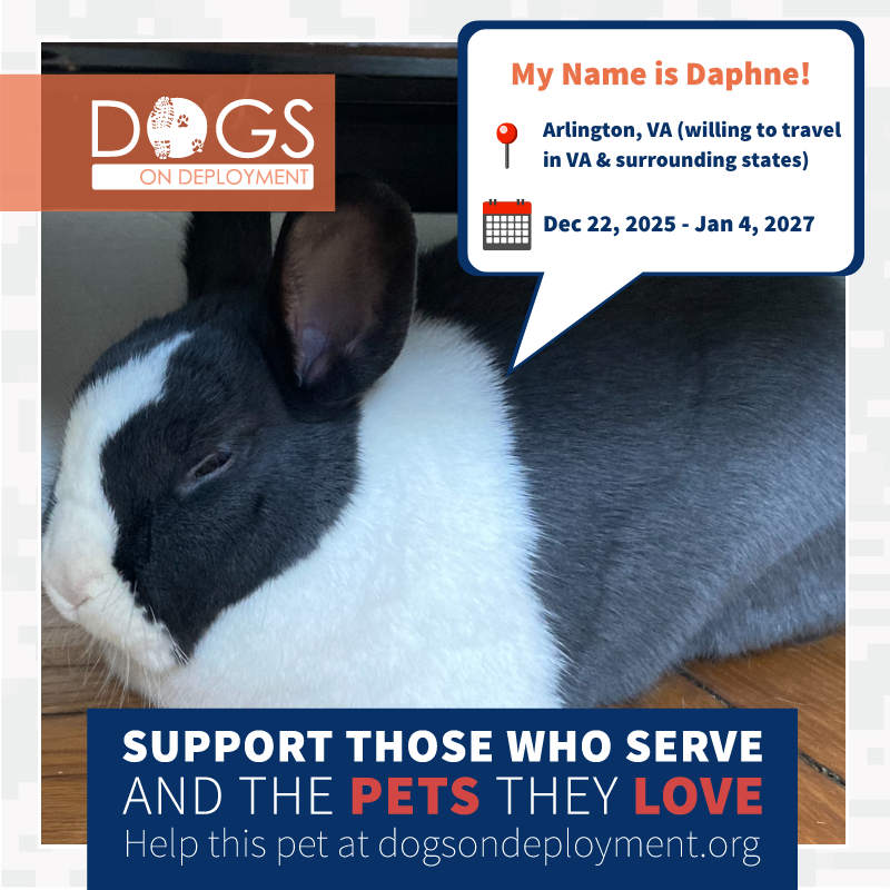 DogsonDeploymnt's tweet photo. Daphne is hopping into the Hero Pet Boarding Network! π° Thatβs right, Dogs on Deployment isnβt just for dogs and cats!
π: https://t.co/4y4L7QlnKL
(Must be registered as a DoD Boarder and logged on to view all information!)
#DogsonDeployment #DoDMission #Arlington #Virginia https://t.co/xOcfg8uTXM