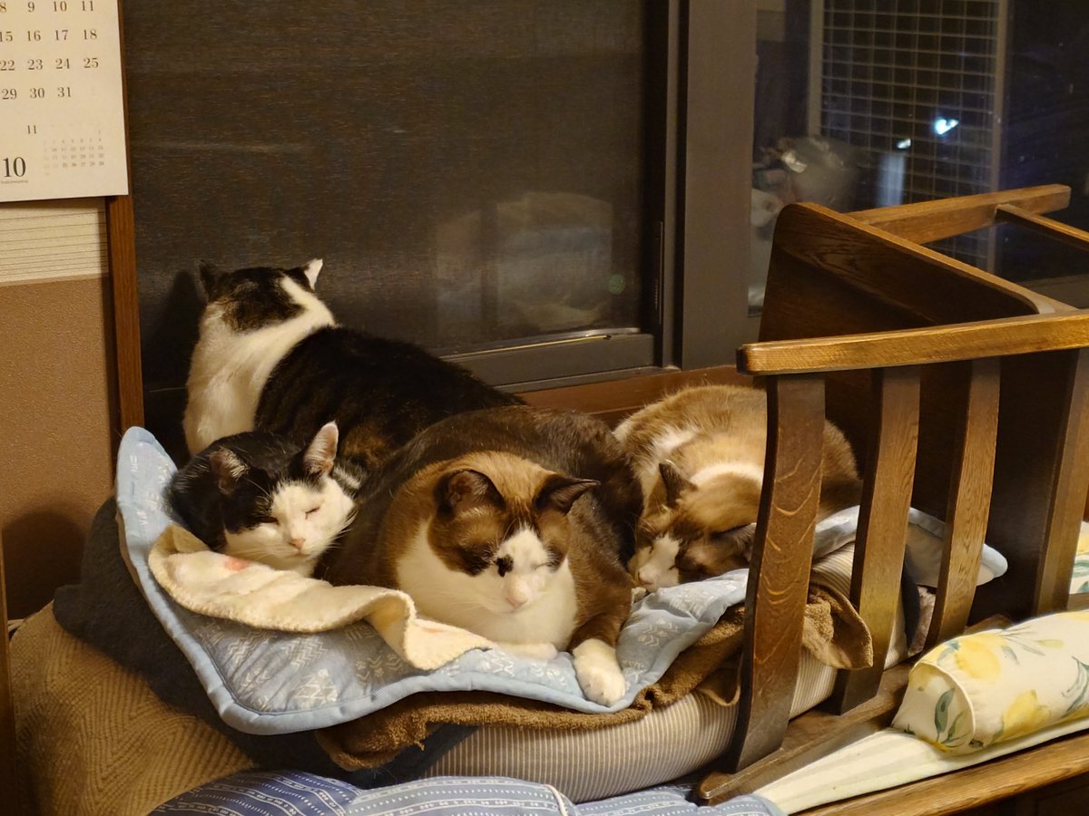 我が家の愛犬(14歳♀)が使い古したクッション。 無印良品のでっかいペットクッションに、ギチギチに詰まっていました