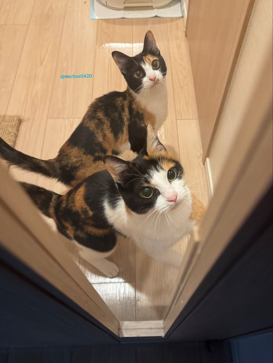 ナツ👕🌼スイ💎✨ (@nachos0420) / Posts / X