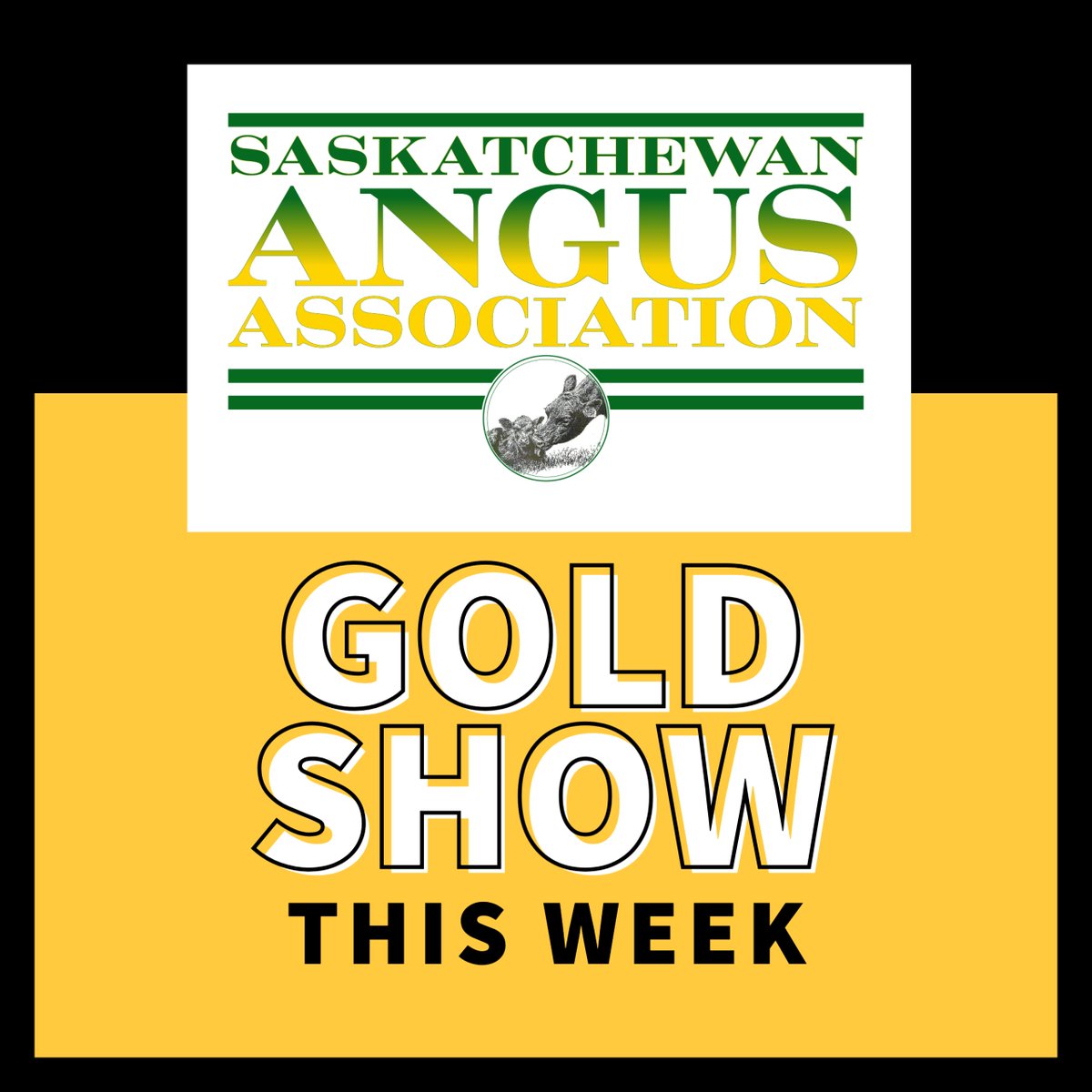 Saskatchewan Angus Association is hosting a Gold Show this week at the Stockade Roundup from October 29-31 in Lloydminster, SK. #cdnangus Gold Show results will be posted here once available cdnangus.ca/buyers-sellers….