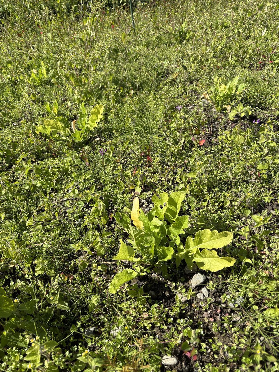 sonata0225's tweet photo. The leaves of the vegetables in the field are growing! I’m so happy 🌱
Can’t harvest yet, but I hope they’ll grow delicious! 🫶
Autumn vibes with a red dragonfly and dandelion 🍂🐉🌼
#VegetableGarden #HomeGrown #RedDragonfly #Dandelion https://t.co/GCCzCj52ZJ