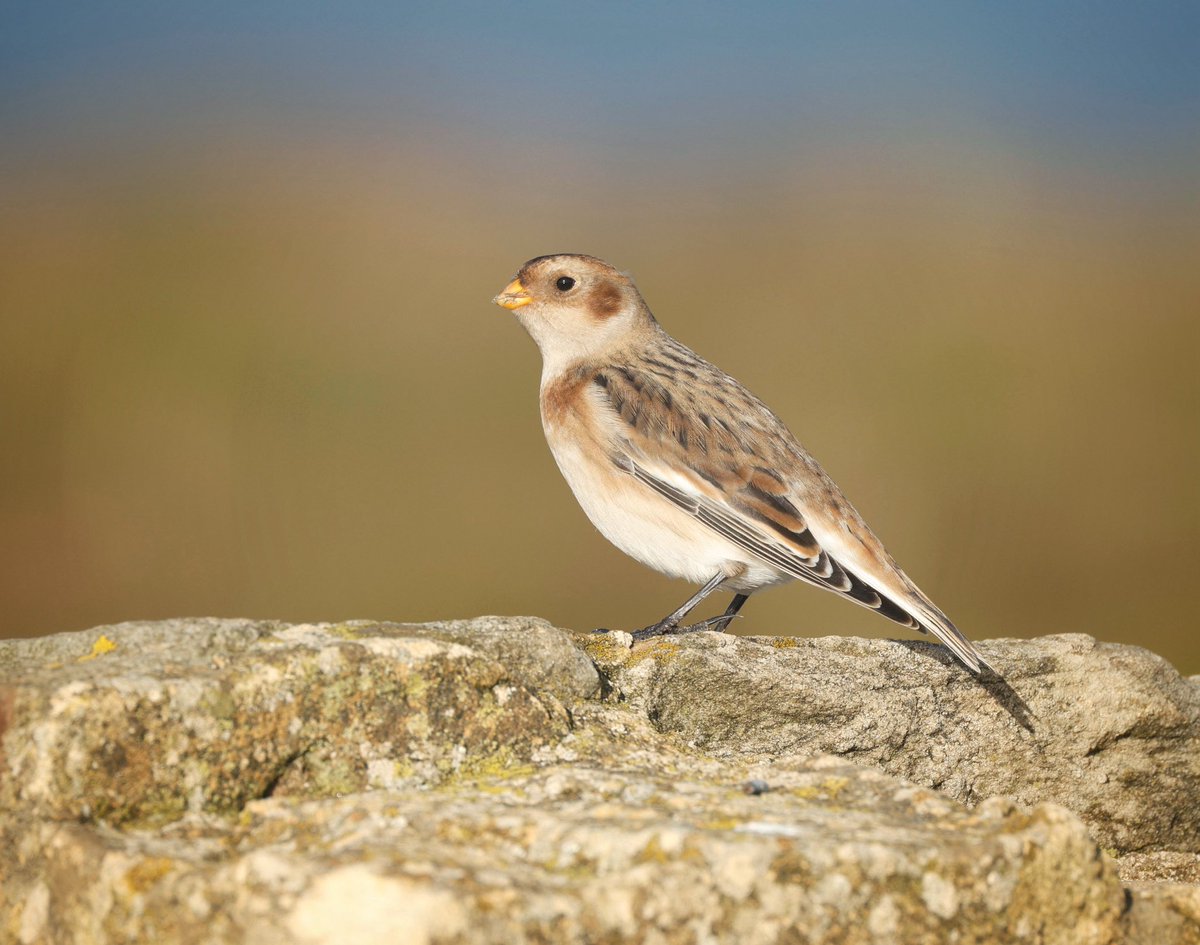 SgDav63's tweet image. Carr Naze, Filey seems to be a regular spot for Snow Buntings - this bird was wonderfully obliging before too many people arrived!