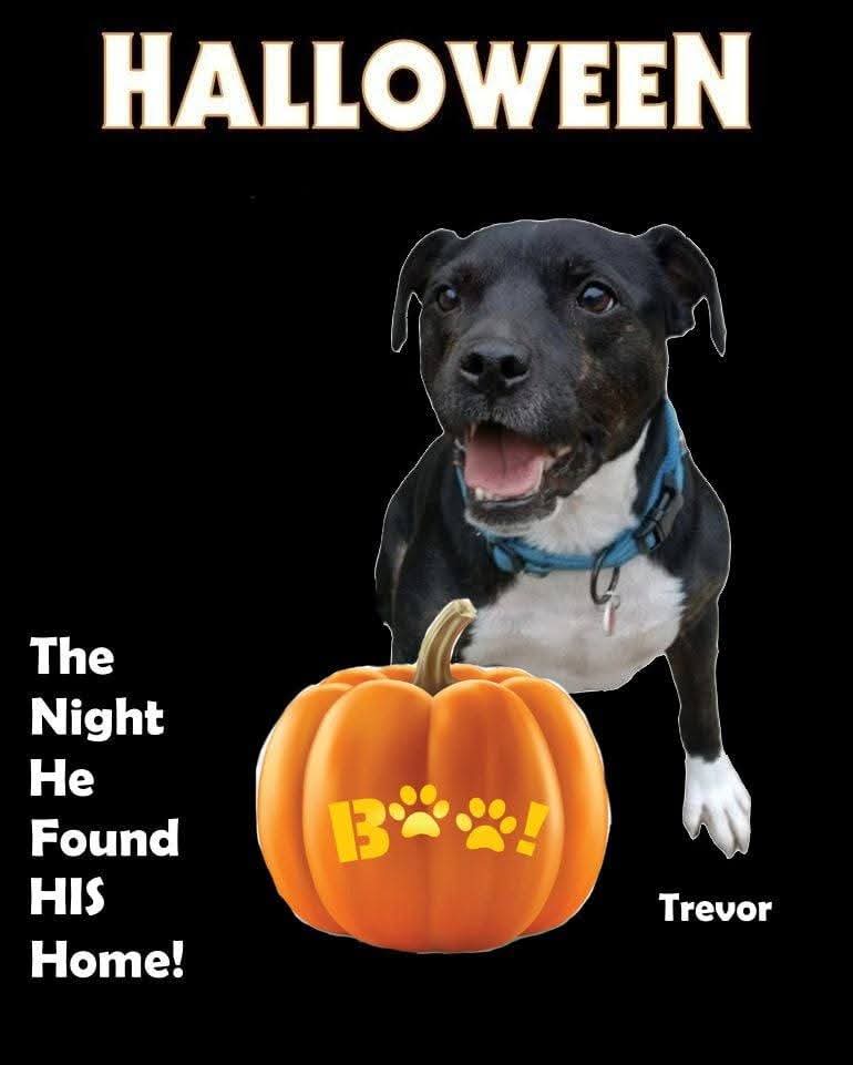 SeniorStaffy's tweet image. Good afternoon Staffy Lovers and welcome to #Halloweek 👻 🎃 
We've a showcase of some of our Super Seniors and they're a real treat, no tricks here!
Lets make a start with our Clever Trevor, he's doing so well with all his training &amp;amp; will soon be looking for his pawfect home 🏡