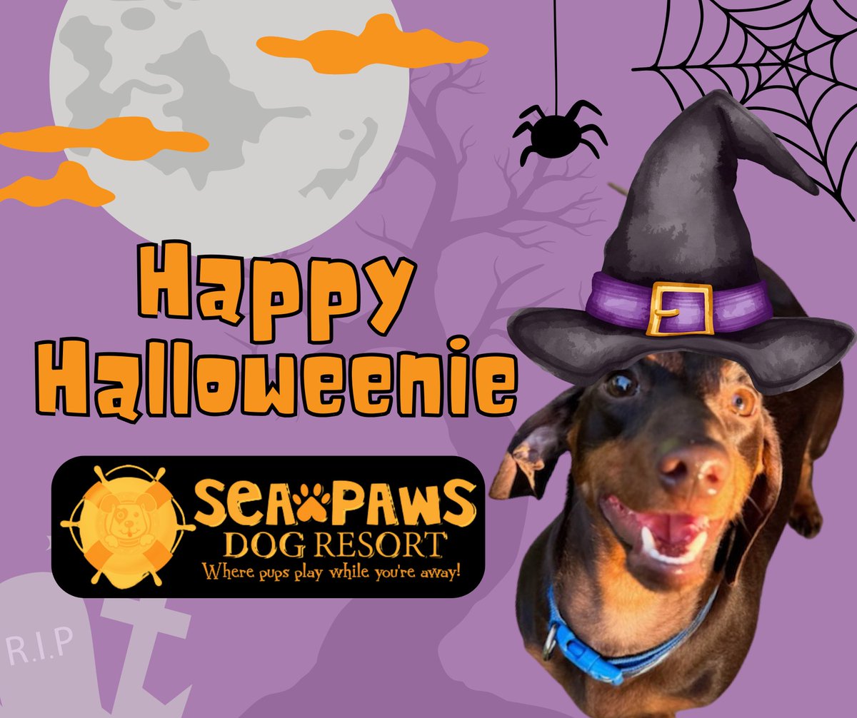 SeaPawsResort's tweet image. Wishing all our furry friends a tail-wagging, treat-filled, spook-tacular day!
#SeaPawsHalloween #HappyHalloweenie #SpookyPups #TailWaggingFun #DogCostumes #PupHalloween #FurryFriends #HalloweenFun #DogLovers #PetResort