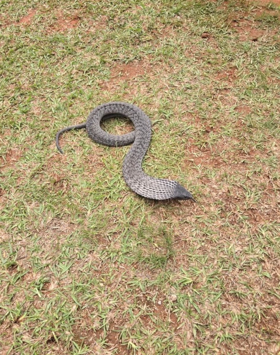 Nkabiikazii's tweet image. What the hell is this?