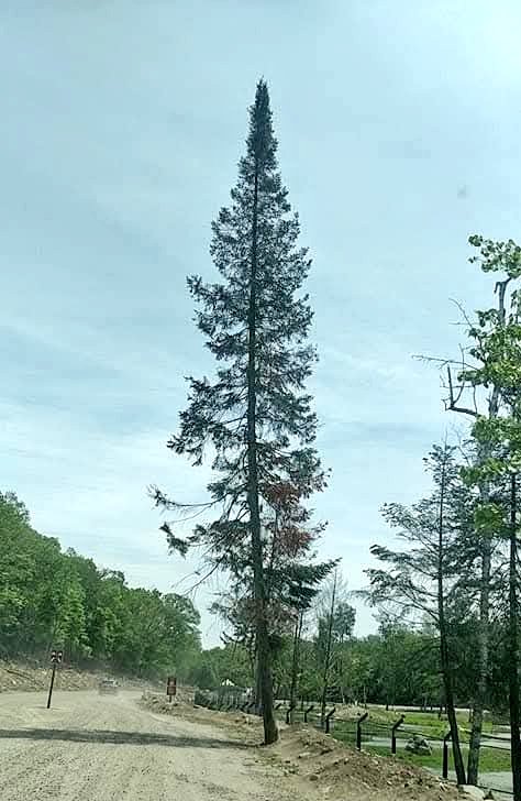 shalinisaxena6's tweet image. Grow tall, stand strong.🌳🌴🪾🌲

QP/Share🌳🪾🌲

 #TuesdayTrees 
#TreeClub