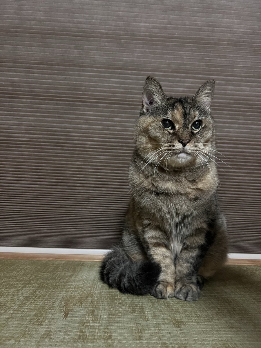 コブたぬキツねこ 325 on X