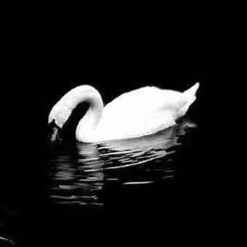 ksm_mysinger's tweet image. 🖤🤍