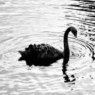 ksm_mysinger's tweet image. 🖤🤍