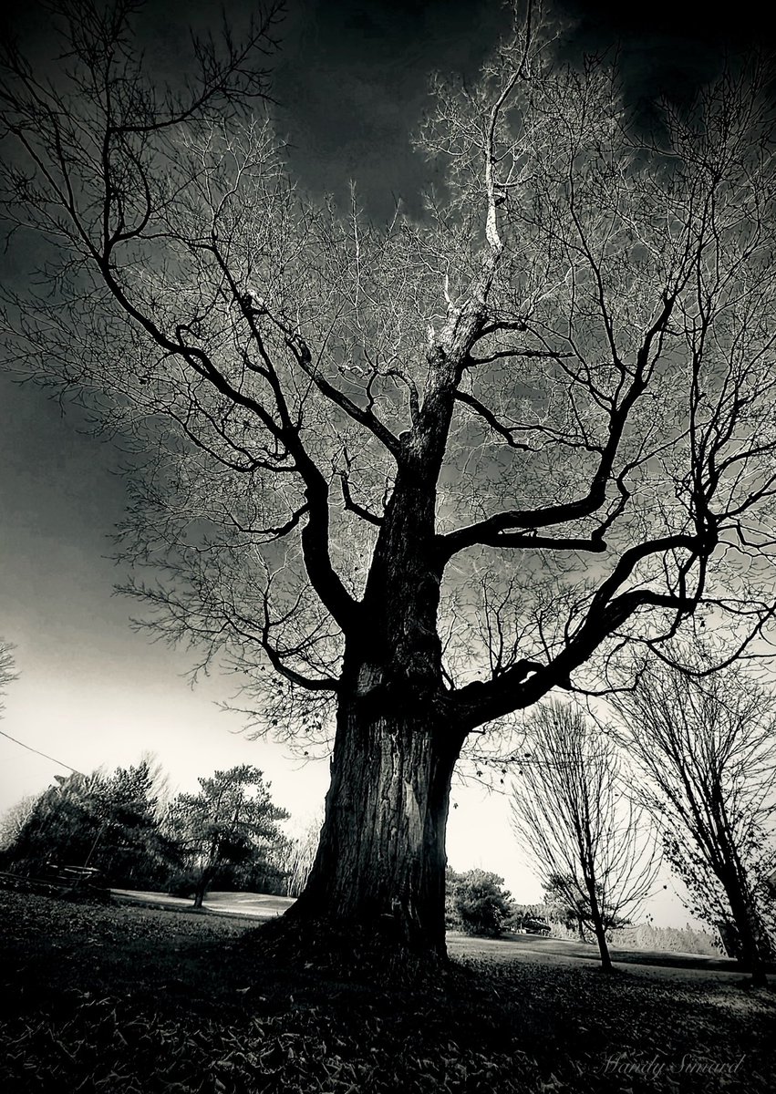 MandyLSimard's tweet image. Share your eerie pictures! 👻📸

“The stillness of nature can be the most unsettling thing of all.”