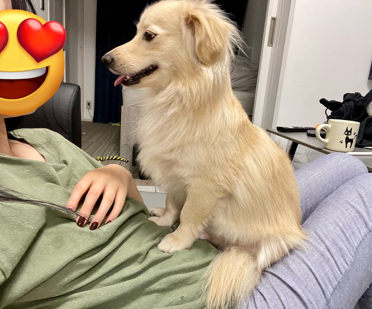 monaka_0507's tweet image. テレビ見ようとしても、そんなことより自分を見てほしい犬が現れるため、結局犬見てて終わる